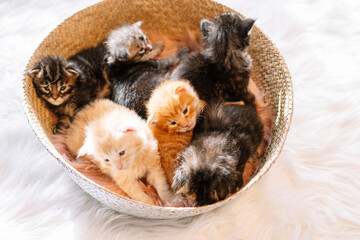 Colorful newborn kittens several days old