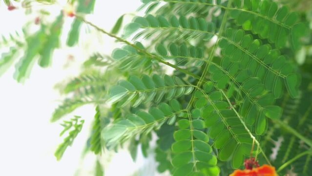 tamarind and leaf on the tree, leaves for the background, green background.