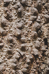 Texture of the bark in the forest. Closeup stock photography.	