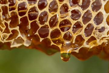 Honey dripping from honey comb on nature background, close up