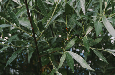 dark green leaves close up