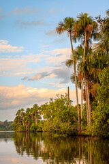 Fototapeta na wymiar View of Sandoval Lake at sunset with the beautiful Mauritia palm trees, Tambopata Natural Reserve, Puerto Maldonado, Peru
