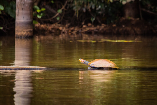 Arrau turtle (Podocnemis expansa) also known as the Giant giant Amazon River turtle, Sandoval Lake, Tambopata Natural Reserve, Puerto Maldonado, Peru