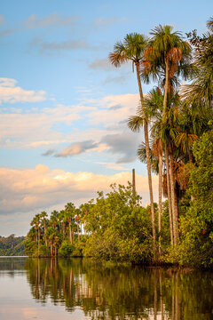 View of Sandoval Lake at sunset with the beautiful Mauritia palm trees, Tambopata Natural Reserve, Puerto Maldonado, Peru