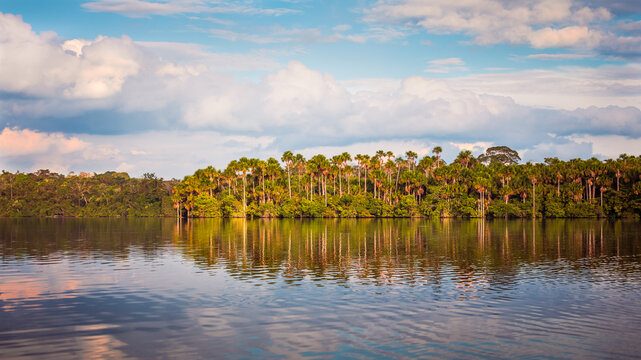 View of the Sandoval Lake with beautiful Mauritia palm trees reflecting on the calm waters of the lake, Tambopata Natural Reserve, Puerto Maldonado, Peru