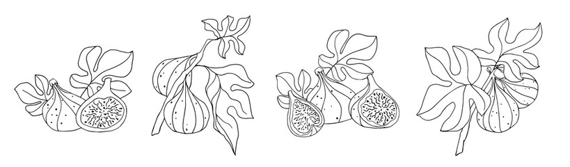 Set of botanical line sketches of fig fruits.
Vector graphics.