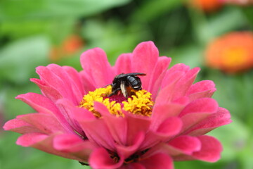 Bee On A flower