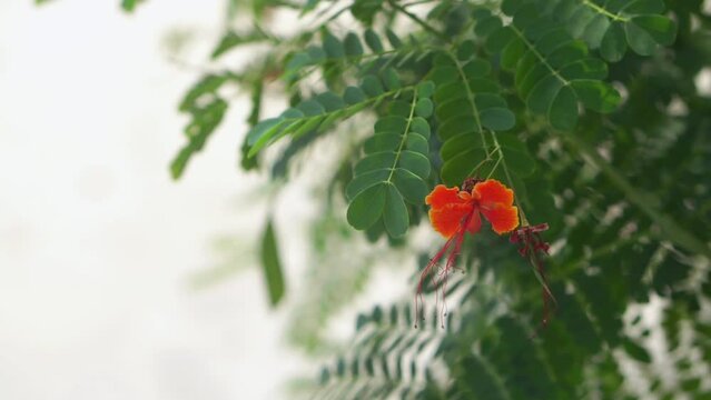 tamarind and leaf on the tree, leaves for the background, green background.