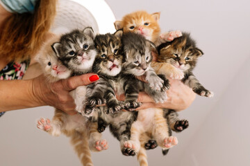 Woman's hands holding colorful multi-day old newborn kittens - obrazy, fototapety, plakaty