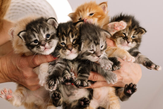 Woman's Hands Holding Colorful Multi-day Old Newborn Kittens