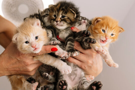 Woman's Hands Holding Colorful Multi-day Old Newborn Kittens