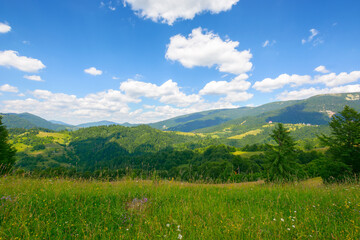 green field on the hill in mountains. wonderful carpathian countryside scenery on a sunny day with...