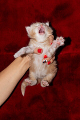 Woman's hand holding a several day old newborn kittens