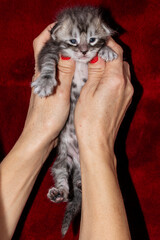 Woman's hand holding a several day old newborn kittens
