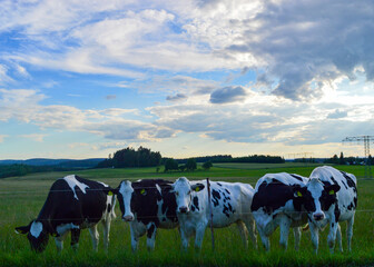 Fototapeta premium black and white cows in a cow paddock in germany