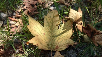 autumn leaves on the ground