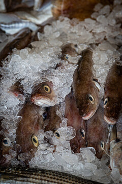Fresh fish on ice, for sale on a market stall © lemanieh