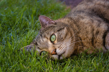 Tabby cat with big green eyes lying flat in the grass