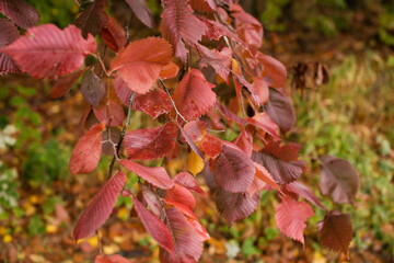 Autumn tree with red leaves