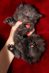 Woman's hand holding a several day old newborn kittens
