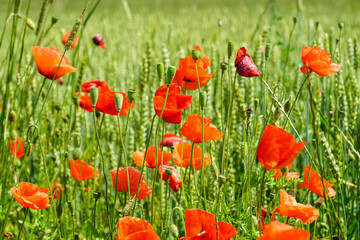 Fototapeta na wymiar Closeup of red poppy flowers in the blurred background of a rye field