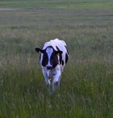 black and white cows in a cow paddock in germany