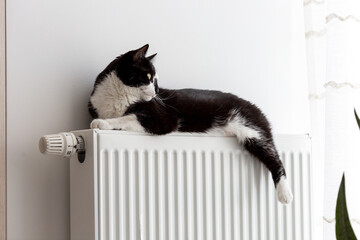 The cat lies on the heating radiator and looks out the window. The cat is heated on the battery....