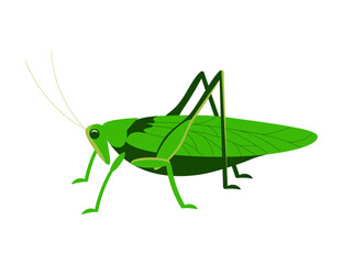 Green grasshopper side view isolated on a white