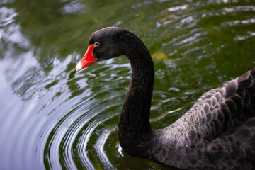 Black swan with red beak swimming on a pond. A lone beautiful bird floating on a lake, river in summer day. Waterfowl lefts circles on green water of a pond in nature reserve, zoo, wildlife, park.