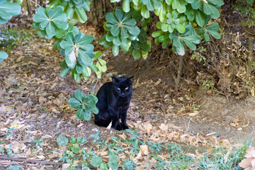Obraz na płótnie Canvas Portrait of a black cat on the grass in a park in Europe