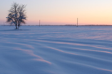 Large field is covered with snow. Lonely tree on the field.