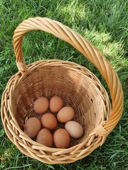 Chicken eggs just collected from the laying nest in the chicken coop