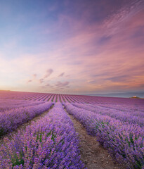 Naklejka na ściany i meble Meadow of lavender at morning light.