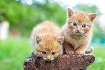 Two red cats are sitting in the garden on a bench