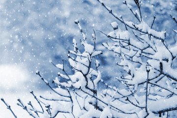 Snowfall in the garden. Snow-covered tree branches in the winter garden