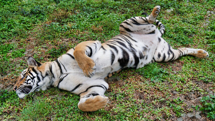 The tiger was lounging and playing in the grass.