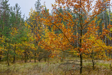 Fototapeta na wymiar Autumn pine forest at Tsarychanka forestry, Dnepropetrovsk Area, Ukraine.