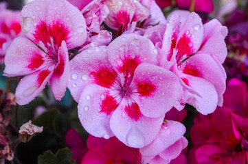 Fototapeta premium pink geranium close up with rain drops blooming in summer