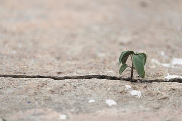 plant tree inserts itself up from the cracks of the concrete