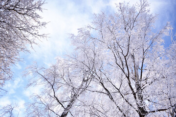 Fototapeta na wymiar Sky and frosty birch trees