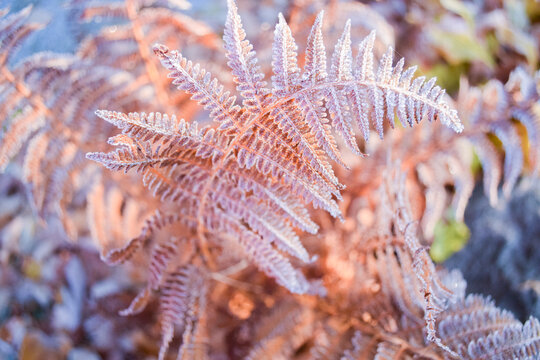 Frosty Fern Leaf