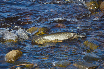 Northern pike (esox lucius) swimming in small stream in spring while migrating to spawn.