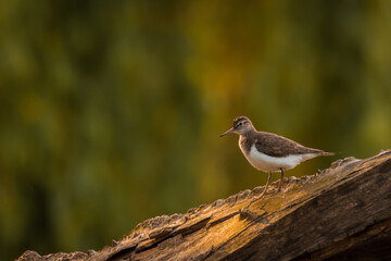 Wasserläufer bei der Pause als close up