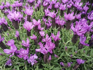 french lavender plants as background, purple flowers © Andreas