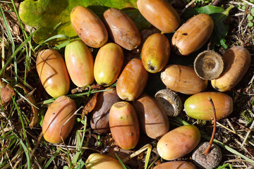 Closeup of acorns on the ground in the sun. Dutch garden, September. Netherlands