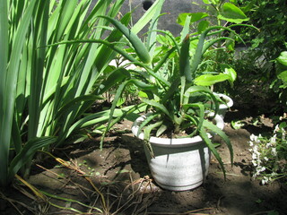 Indoor plants in pots are placed in the garden. Aloe and Kalanchoe in pots.