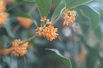 日本の秋10月ごろに咲き始める香りの強い可愛い金木犀 キンモクセイの花
