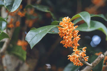 日本の秋10月ごろに咲き始める香りの強い可愛い金木犀 キンモクセイの花