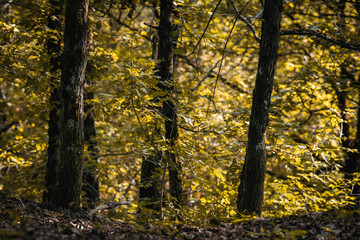 Obraz premium The Monticolo forest landscape in South Tyrol.