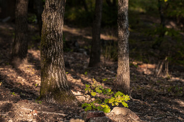 The Monticolo forest landscape in South Tyrol.